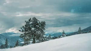 孤独的树风景壁纸_12