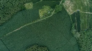茶园风景图片壁纸_2