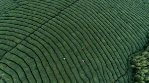 茶园风景图片壁纸_4