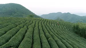 茶园风景图片壁纸_5