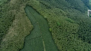 茶园风景图片壁纸_6
