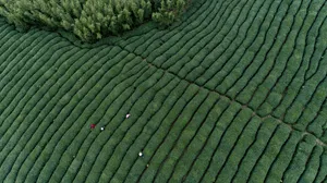 茶园风景图片壁纸_7
