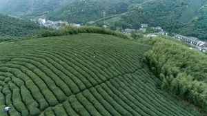 茶园风景图片壁纸_8