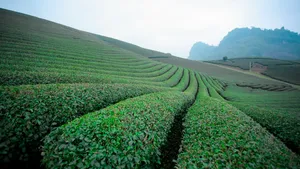 茶园风景图片壁纸_9