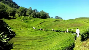 茶园风景图片壁纸_10