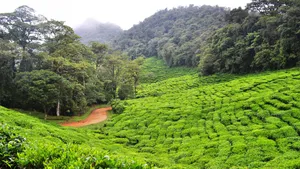 茶园风景图片壁纸_12