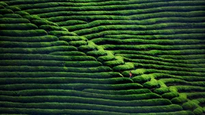 茶园风景图片壁纸_13
