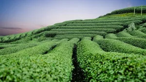 茶园风景图片壁纸_14