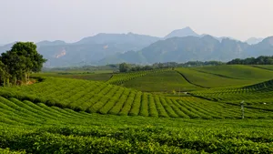 茶园风景图片壁纸_15