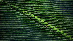 茶园风景图片壁纸_16