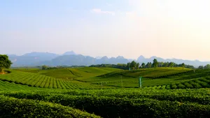茶园风景图片壁纸_17