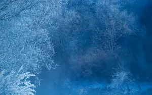 雾凇风景图片壁纸_2