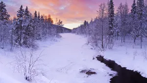 森林雪地雪景图片壁纸_2