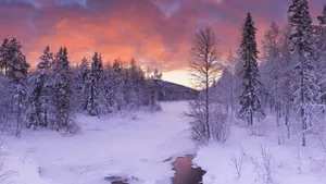 森林雪地雪景图片壁纸_3