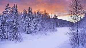 森林雪地雪景图片壁纸_4