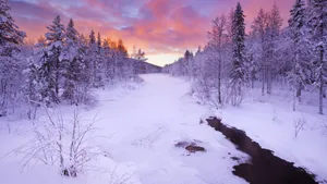 森林雪地雪景图片壁纸_5