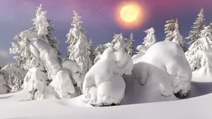 森林雪地雪景图片壁纸_7
