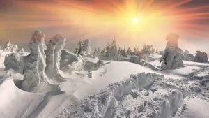 森林雪地雪景图片壁纸_8
