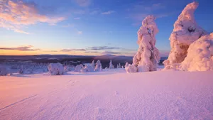 森林雪地雪景图片壁纸_10