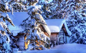 云杉雪景图片壁纸_3