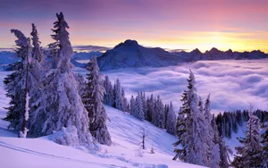 云杉雪景图片壁纸_4