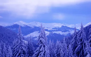 云杉雪景图片壁纸_5