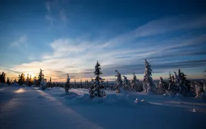 云杉雪景图片壁纸_6