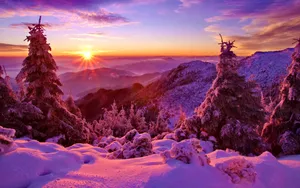 云杉雪景图片壁纸_8