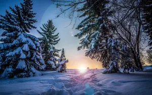 云杉雪景图片壁纸_9