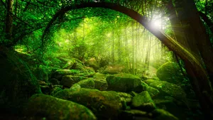 透过丛林的阳光风景壁纸_5