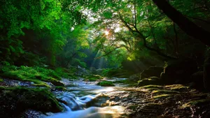 透过丛林的阳光风景壁纸_9