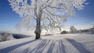 雪地树木景色壁纸_4