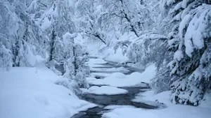 雪地树木景色壁纸_5