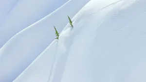 雪地树木景色壁纸_6