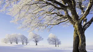 雪地树木景色壁纸_7