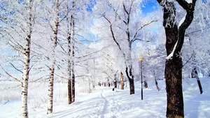 雪地树木景色壁纸_8