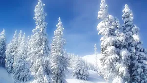 雪地树木景色壁纸_10