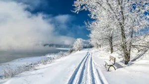 雪地树木景色壁纸_11