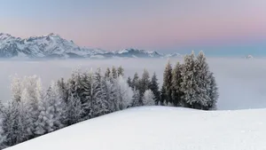 雪地树木景色壁纸_12