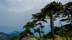 江西三清山优美风景图片_5