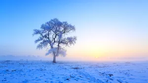 冬雪雪景壁纸大全_6