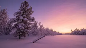 冬雪雪景壁纸大全_8