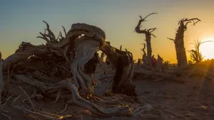 沙漠日出胡杨林图片_3