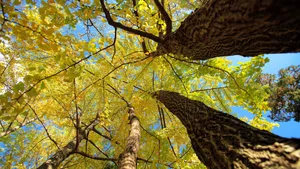 唯美秋季树木风景图片壁纸_9