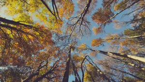 秋天树林景色图片_7