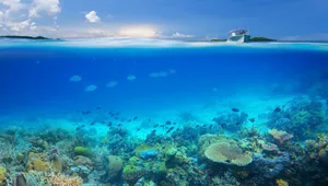 清透海底珊瑚景色图片_3
