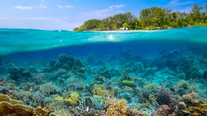 清透海底珊瑚景色图片_4