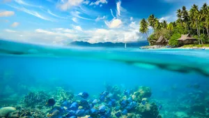 清透海底珊瑚景色图片_15