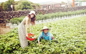 韩国清纯田园美女壁纸_6