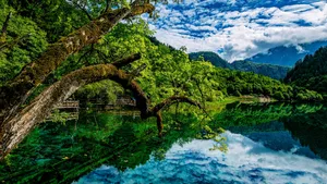 四川九寨沟风景图片_6